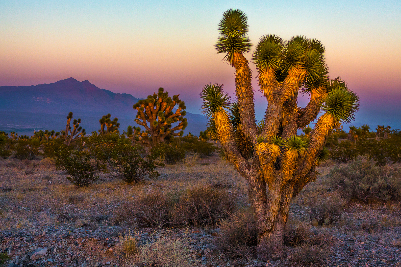 Las Vegas - La campagne