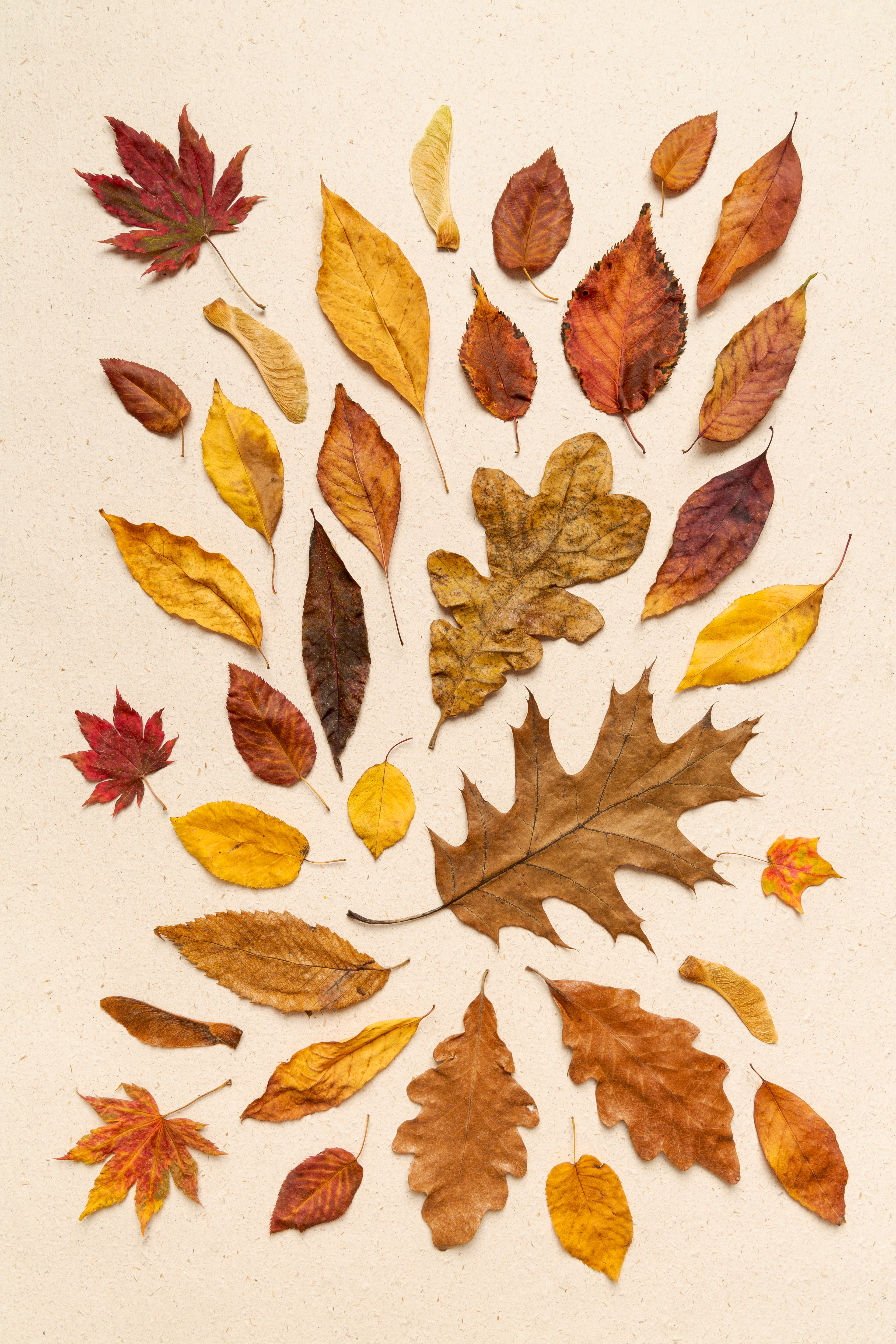 Feuilles d'automne sur papier artisanal